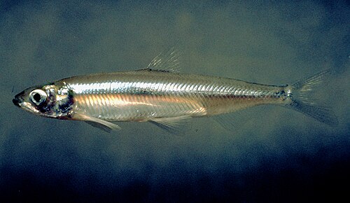 Delta smelt
